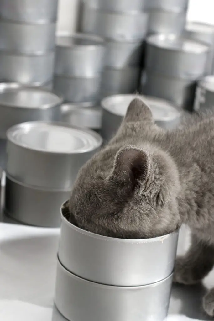 How much tuna is safe for cats