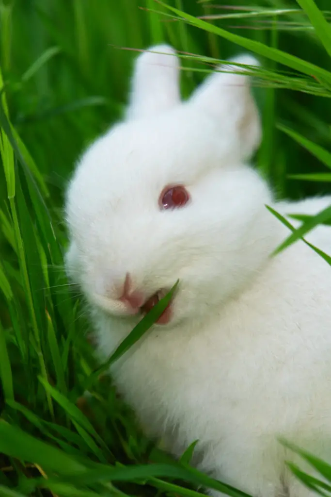 can rabbits eat asparagus