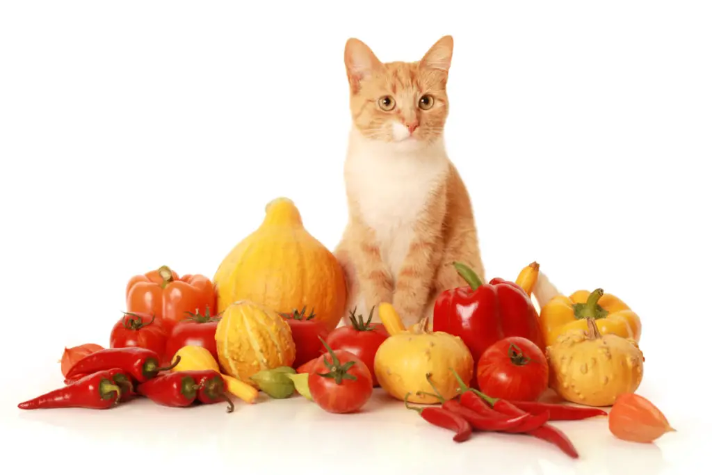 Can Cats Eat Green Beans? Is it Nutritious for Felines?