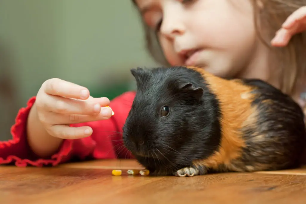 Are Clementines Good For Guinea Pigs