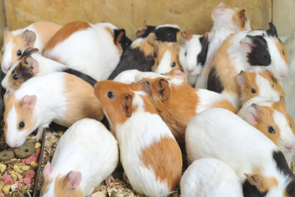 Can guinea pigs have blackberries