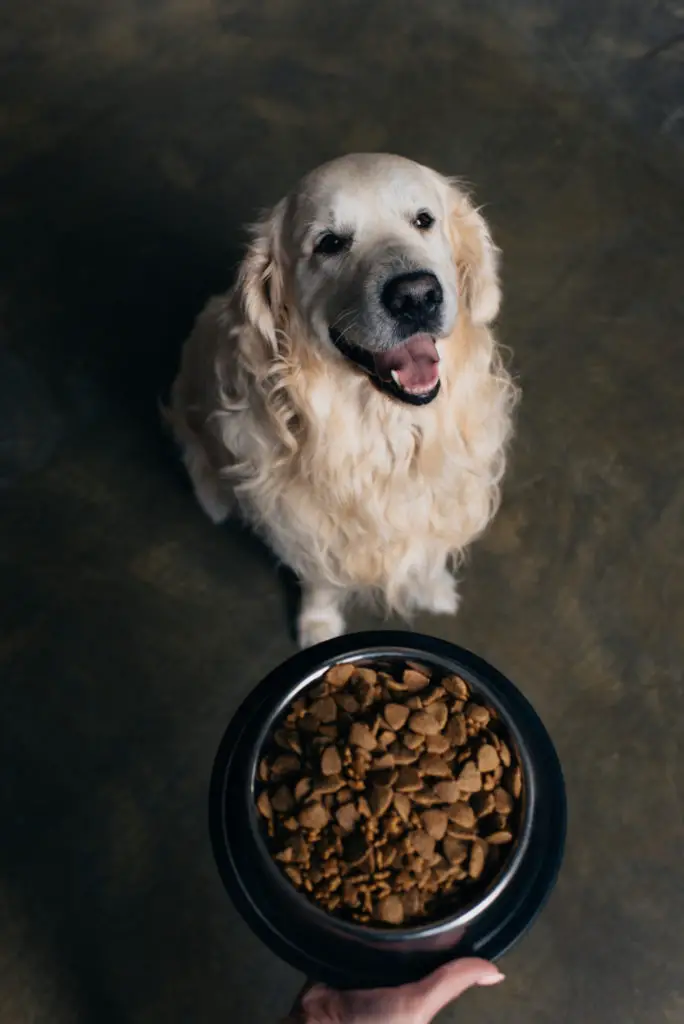 can dry dog food go bad in heat