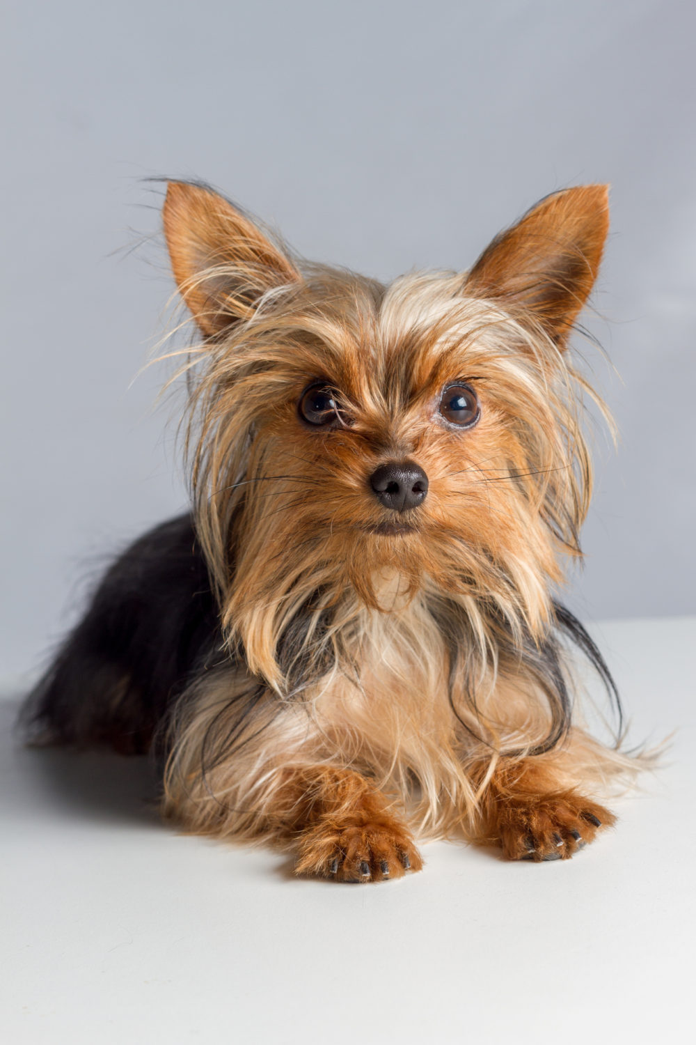 Why Do Yorkies Have Bad Breath? 7 possible reasons PetCosset