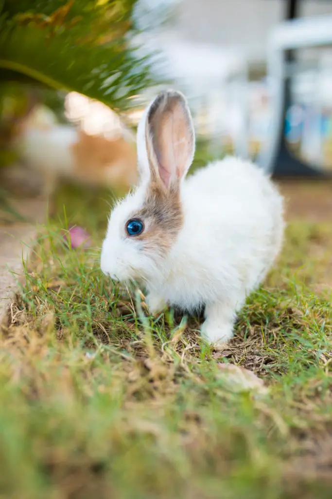 What Are The Things To Consider When Serving Your Rabbits With Asparagus