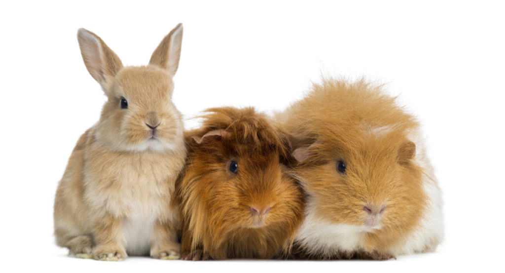 Risks Of Feeding Your Guinea Pigs With Mustard Greens