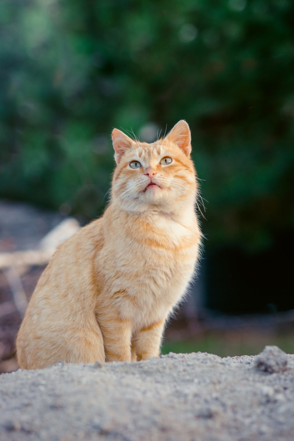 Why Does My Cat's Breath Smell So Bad? 6 Causes