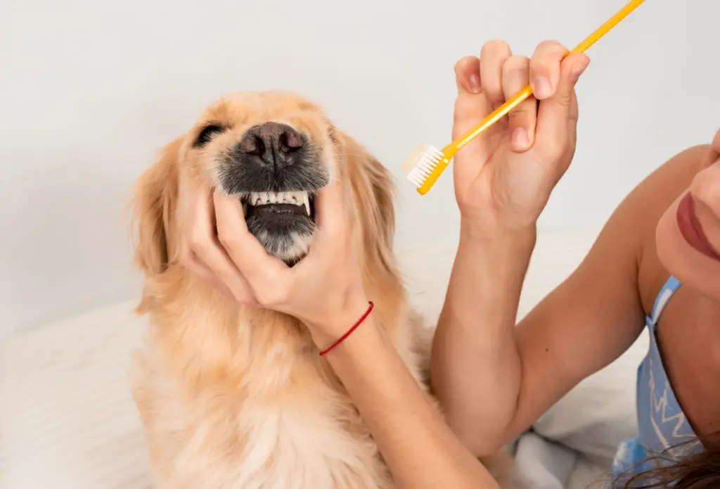 Regular brushing