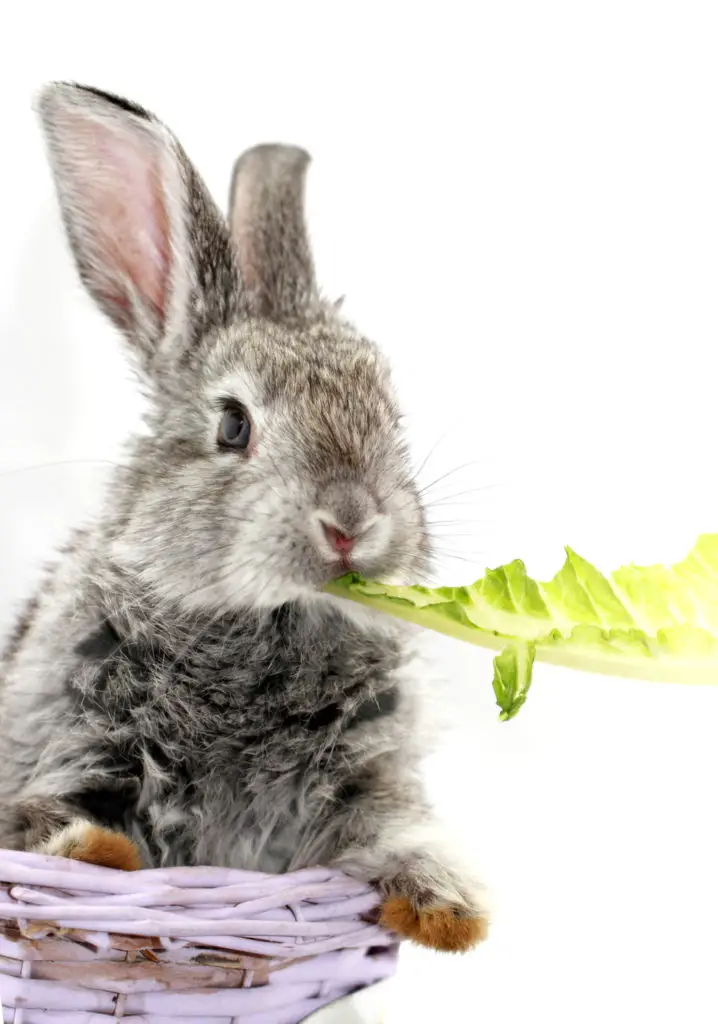 rabbit losing appetite