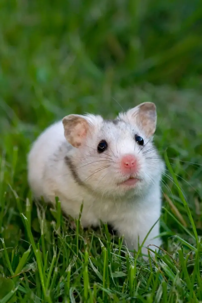 What other leaves or herbs can guinea pigs have