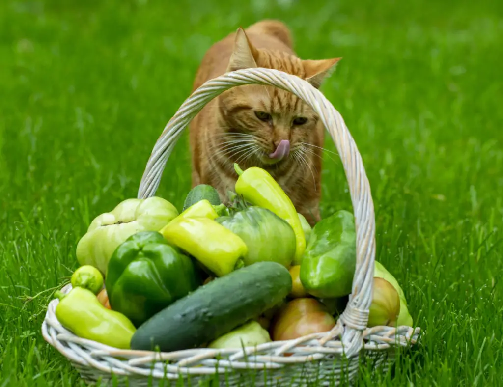 Precautions When Giving Broccoli To Cats