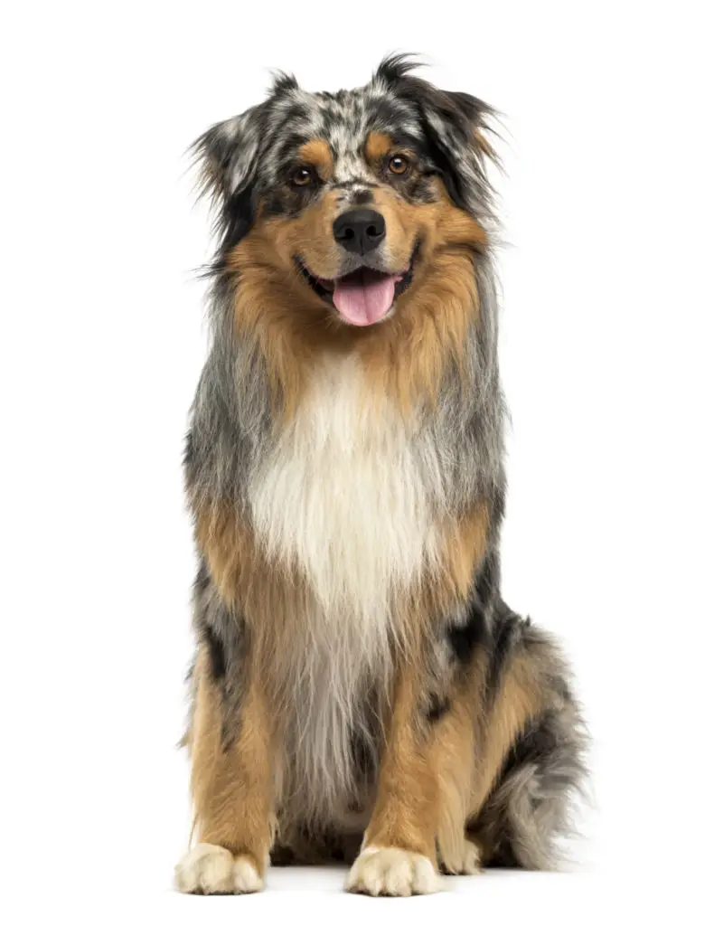 Training an australian shepherd to walk on a outlet leash