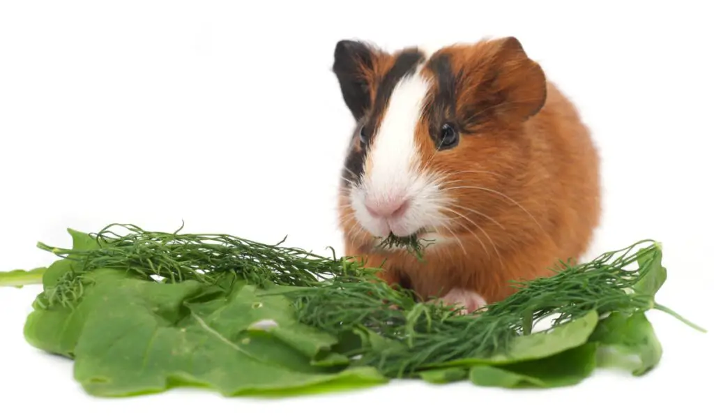 How should you introduce pineapples to a guinea pig’s diet