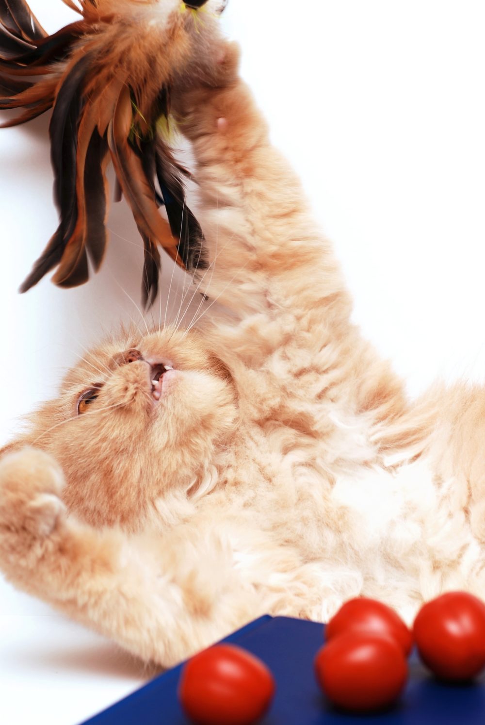 Why Does My Cat’s Breath Smell So Bad? 6 Reasons PetCosset