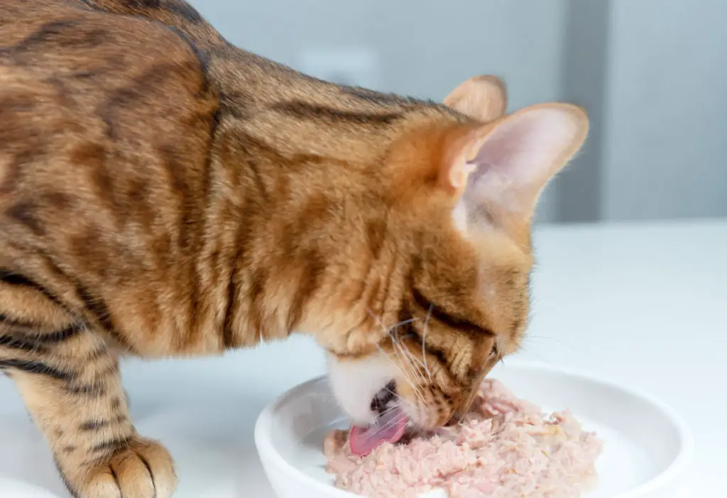 Can cats eat albacore tuna