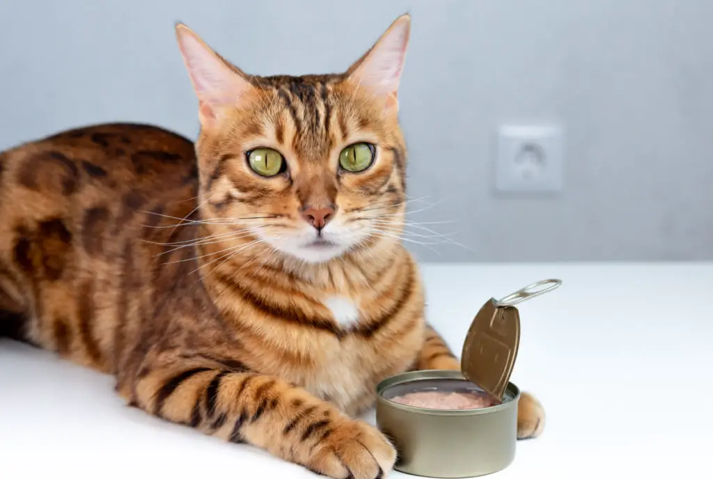 can cats eat raw tuna