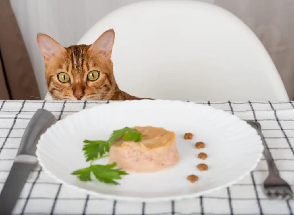Can tuna upset a cat's stomach