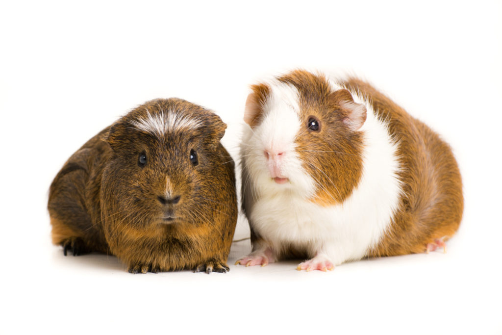 can guinea pigs eat mustard green