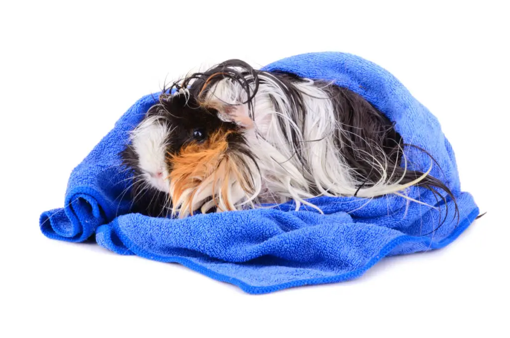 can guinea pigs eat cilantro