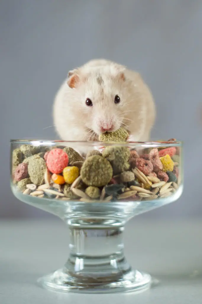 can guinea pigs eat cheerios