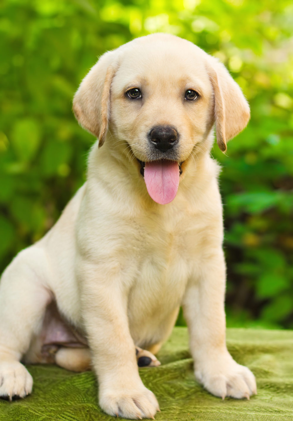 Why Does Puppy Breath Smell Good? Here’s the Explanation