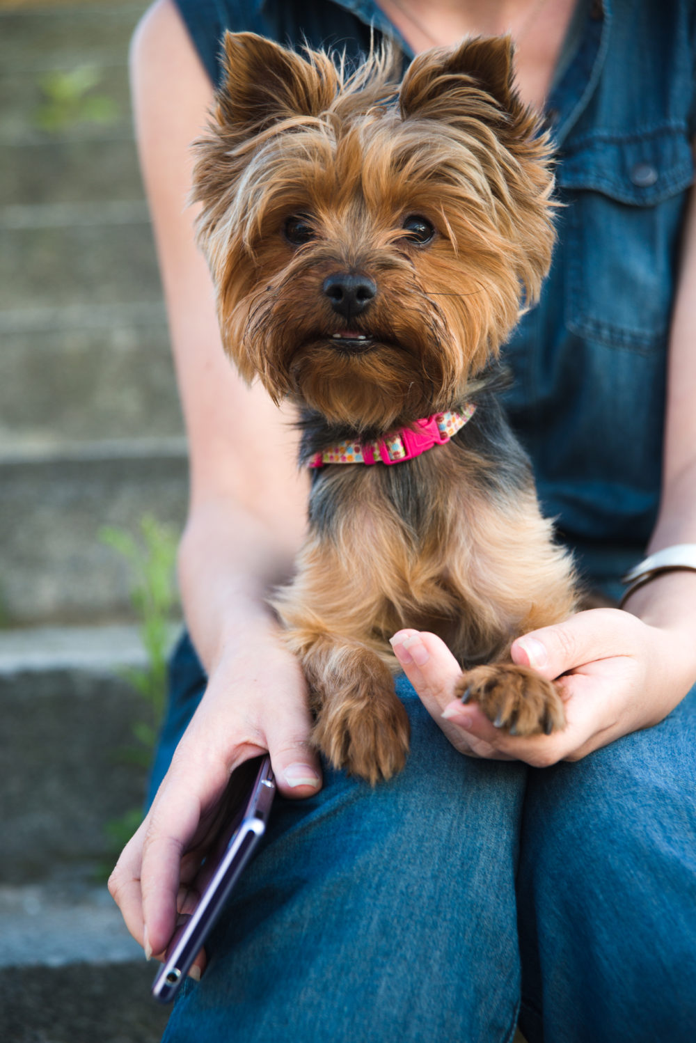 Why Do Yorkies Have Bad Breath? 7 possible reasons PetCosset