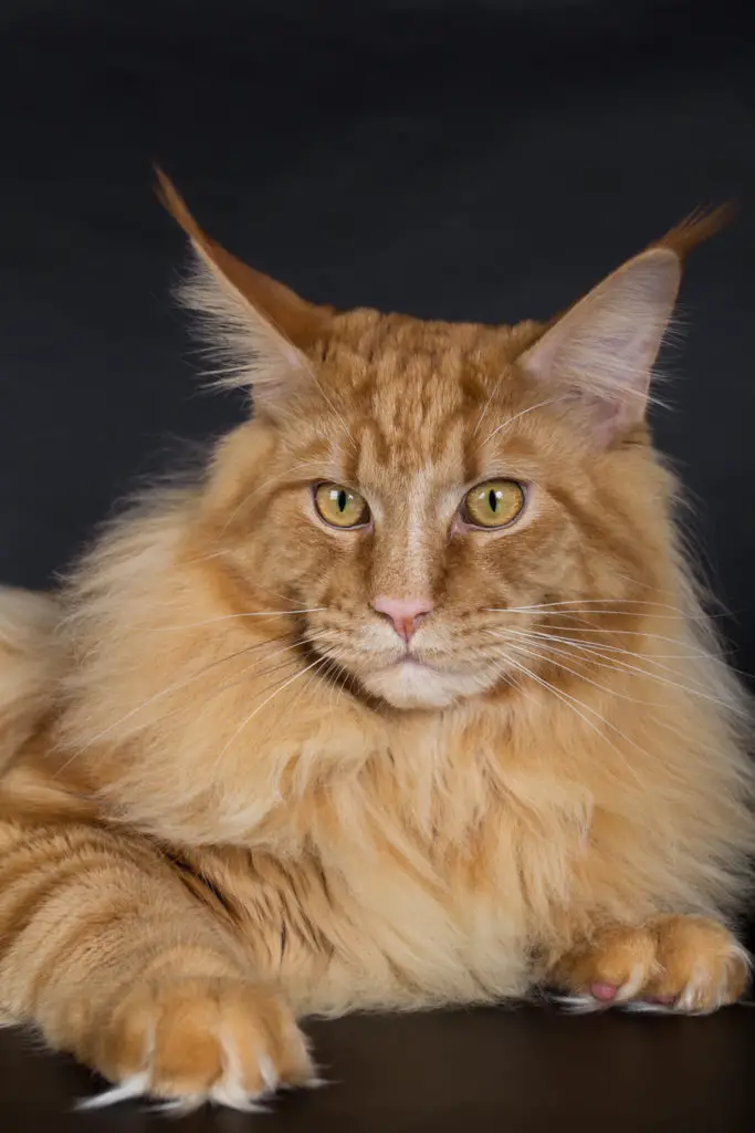 Cleaning a Maine Coon’s ears