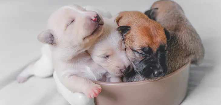 How Long Does It Take For A Dog To Give Birth Between Puppies?