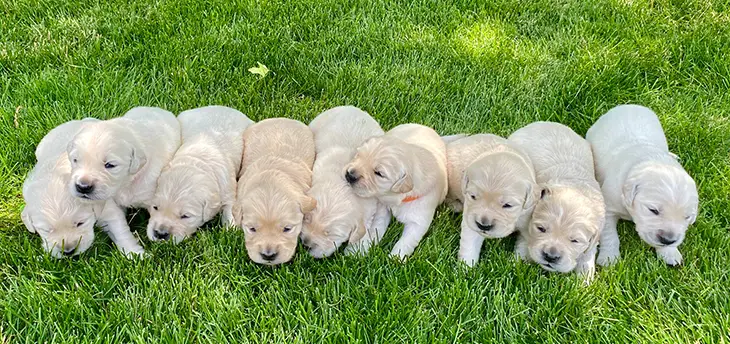 how many litters should a dog have in a lifetime