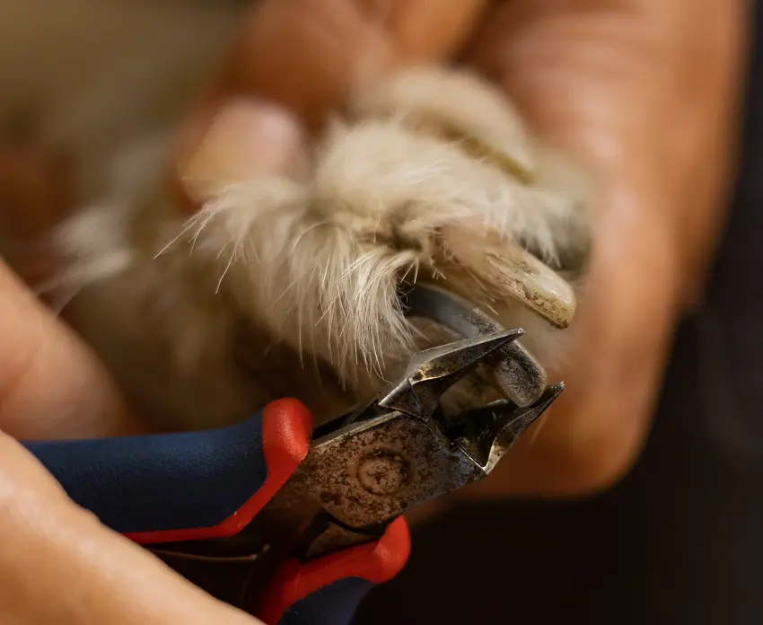 clipping your dog's nails