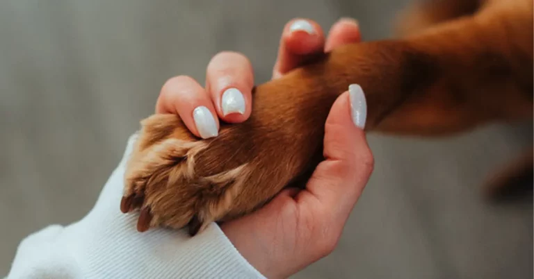 Dog Nails Sharp After Clipping? 5 Ways To Solve The Problem