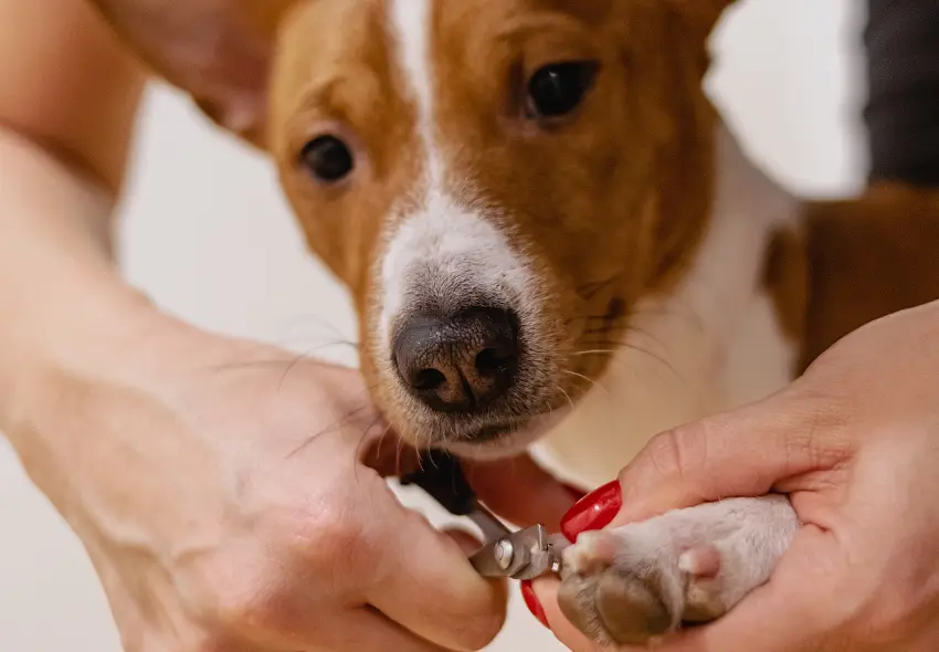 how to make dog nails less sharp