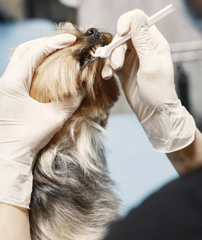 brushing teeth dog