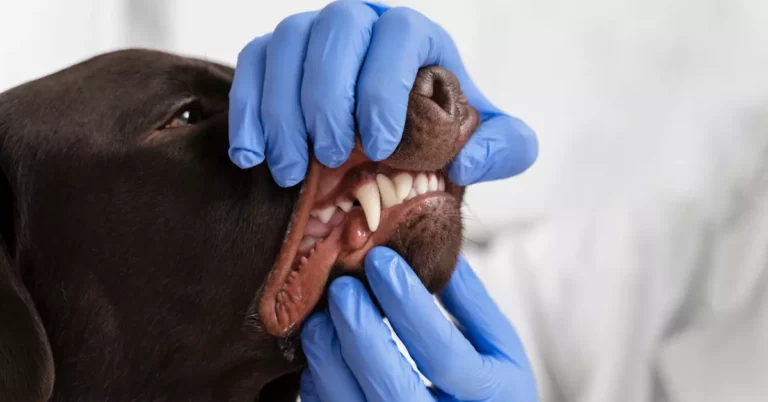 Do Dog Teeth Grow Back? Read The Facts Here!