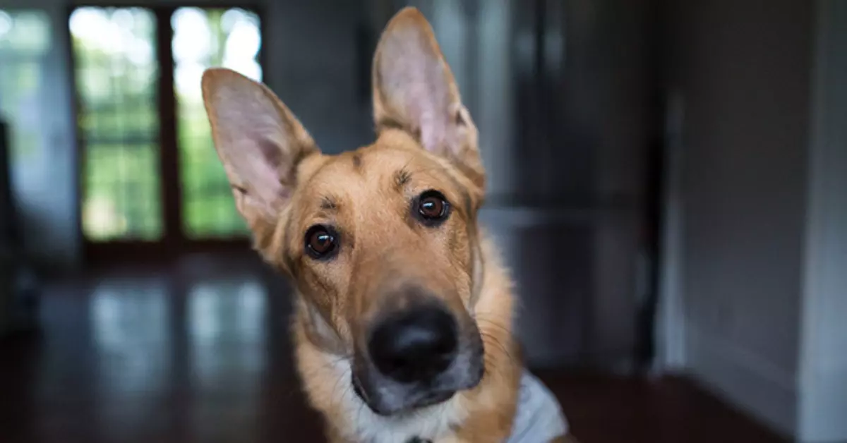 dog ear piercings