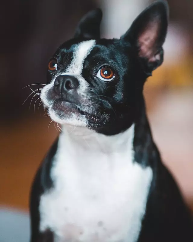 dog piercing ears