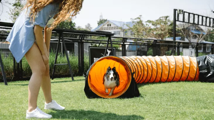 easiest big dogs to train