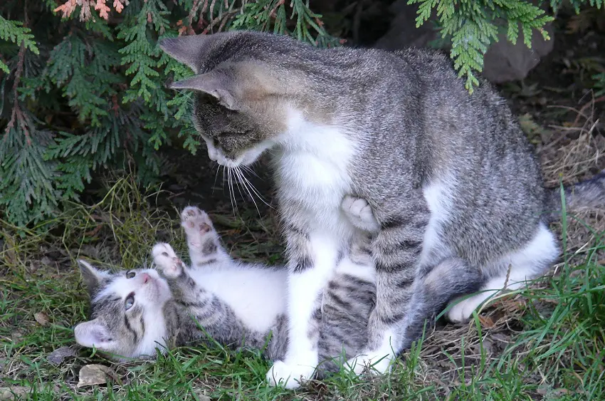 How do you know if a mother cat is rejecting its kittens