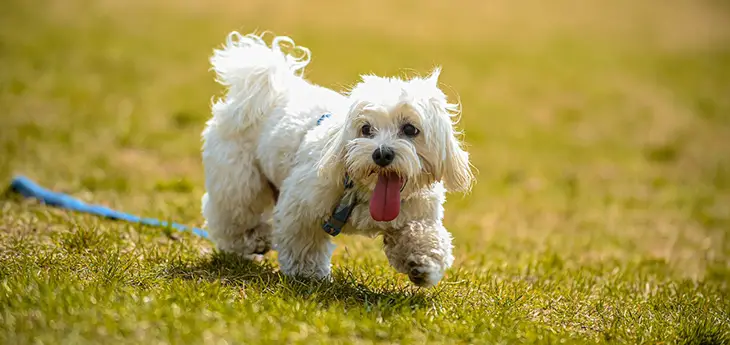 Do Shih Tzus Have Dewclaws