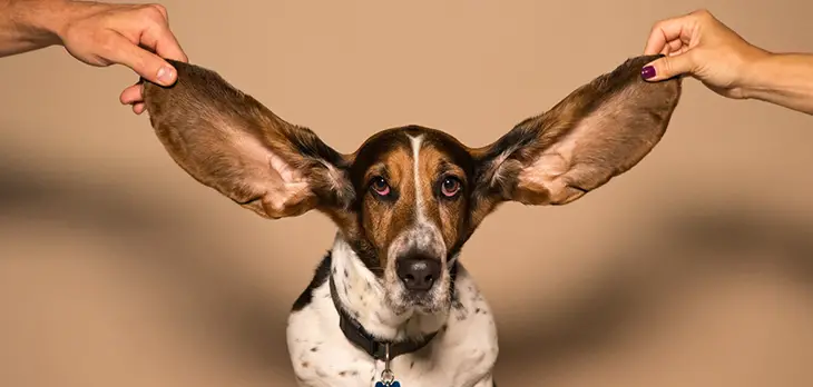 How To Soothe Dogs’ Ears After Plucking