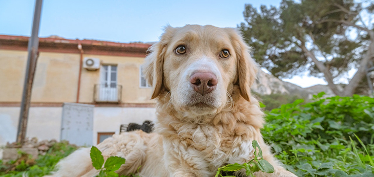 Is Taping Dog Ears Down Harmful?