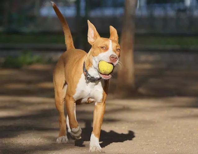 why do pitbull ears stand straight up