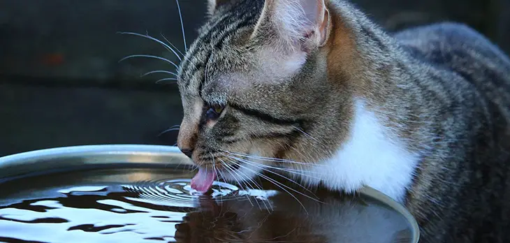 Worms in a Cat Water Bowl