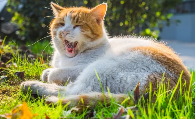 5 Possible Reasons Why Your Cat Gags When Purring