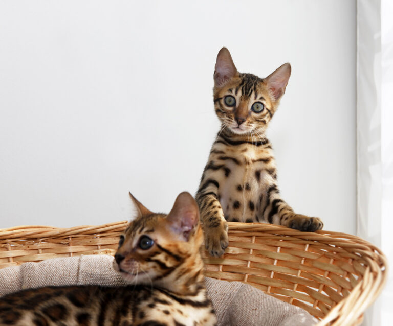How To Treat Bengal Kitten Diarrhea At Home PetCosset