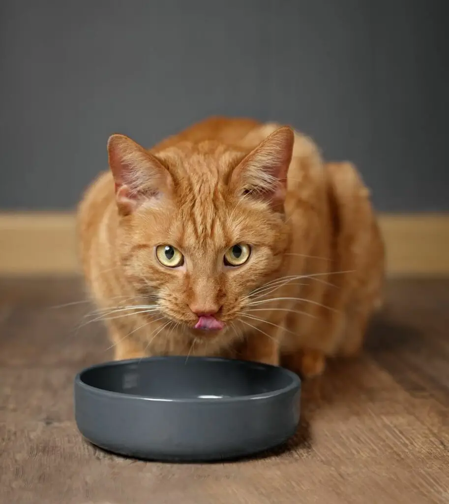 Can antibiotics cause loss of appetite in cats