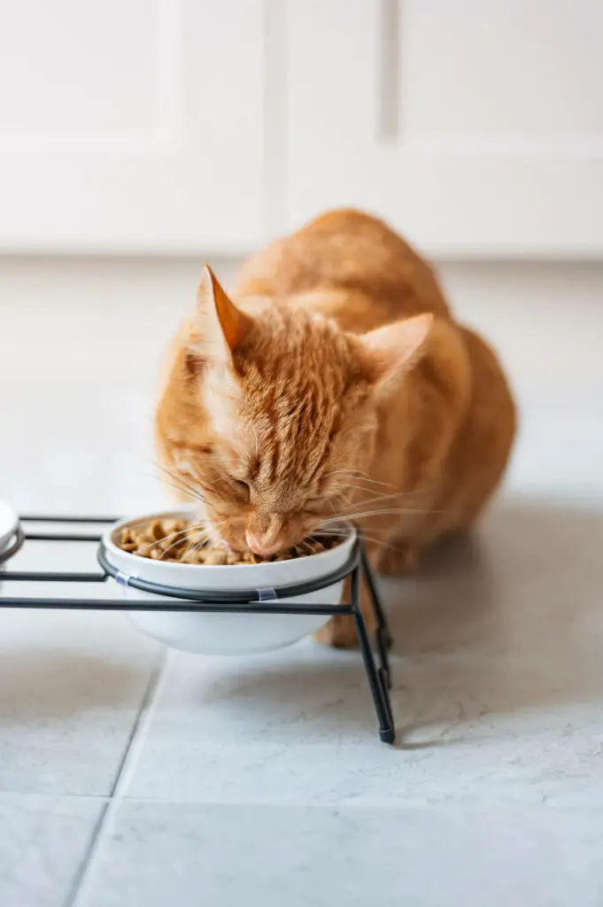 Can antibiotics cause loss of appetite in cats