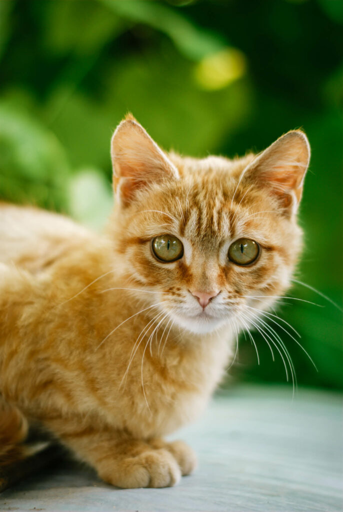 Can you give human antibiotics to cats