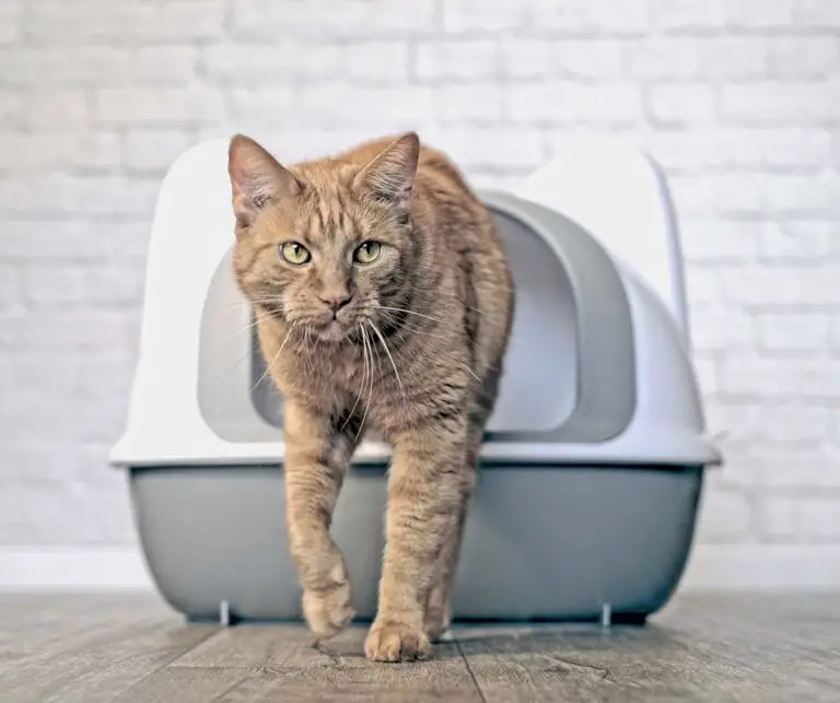 What To Do If Your Cat Steps in Poop & Tracks Litter?