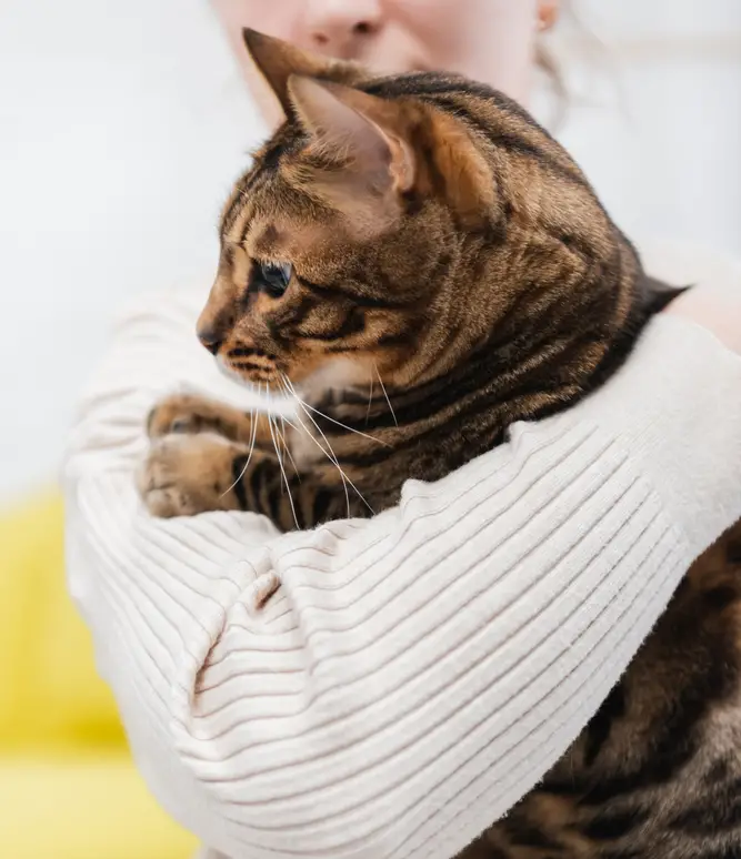 How to improve your Bengal cat’s digestion