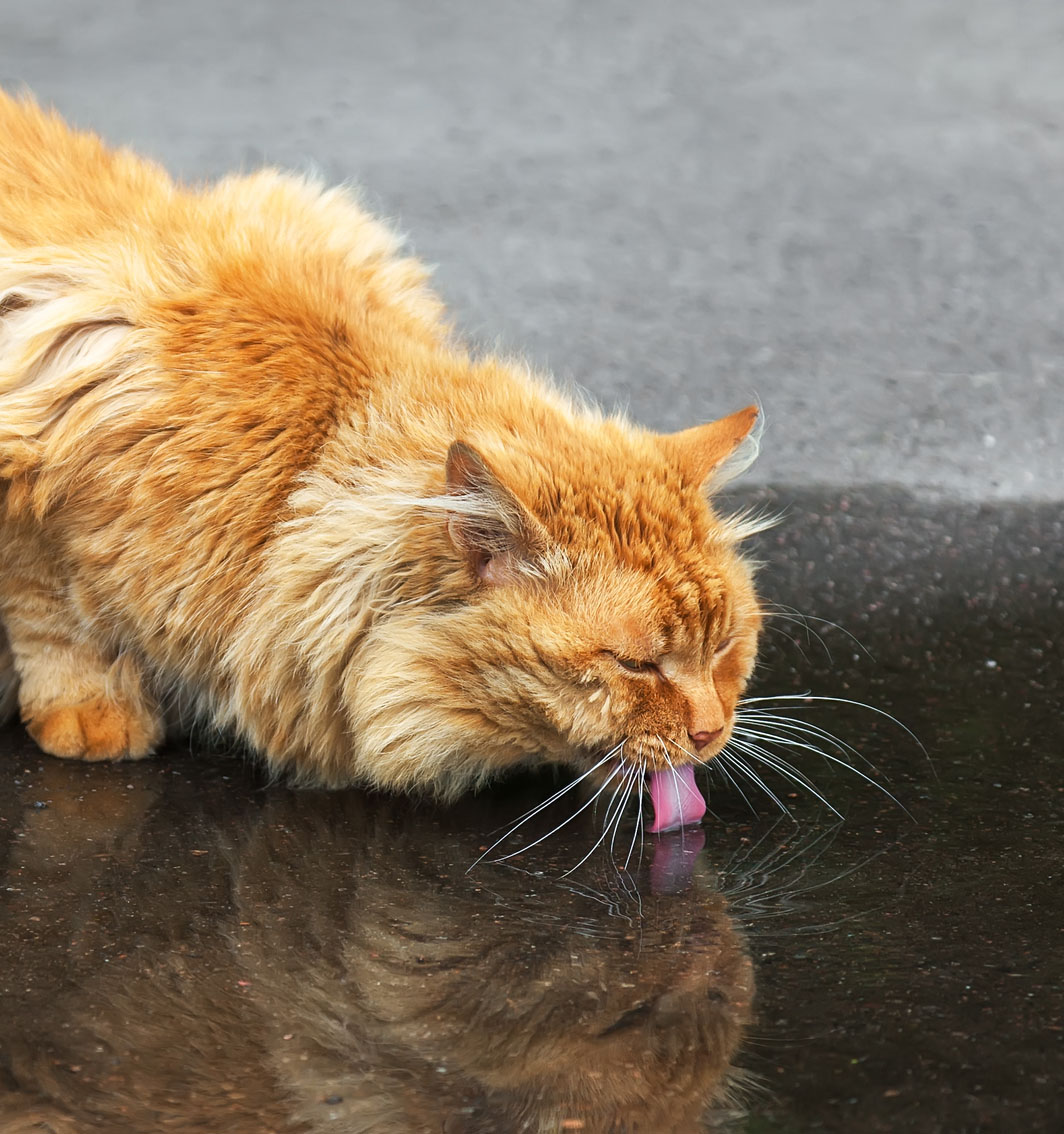 My Cat Drank Soapy Water! What Should I Do? PetCosset